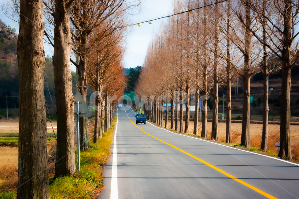 road,도로,asphalt,아스팔트,가로수길,자연,풍경,nature,landscape