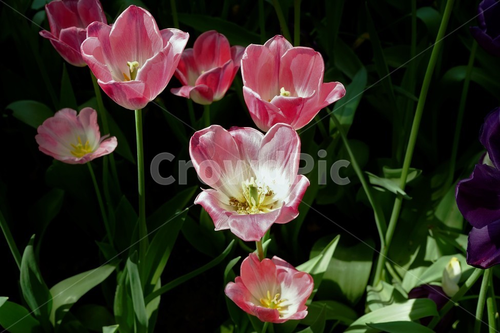 튤립,봄,bloom,꽃,식물,자연,화사함,꽃향기,tulip,colorful,floral,flower,gardenflowers,happymind,life,nature,plant,spring튤립,정원,spring
