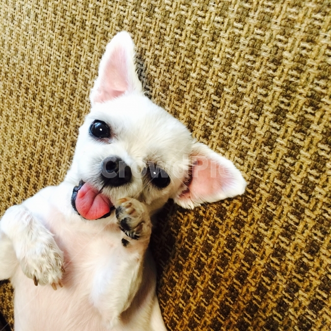 강아지,말티즈,반려견,애완견,개,애완동물,반려동물,동물,animal,포유류,mammal,개,강아지,dog,doggy