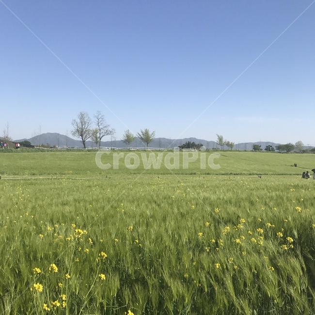 풍경,청보리밭,자연,들,nature