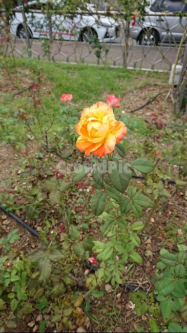 장미,식물,꽃,rose,flower,식물,자연,plants,nature,꽃,flower