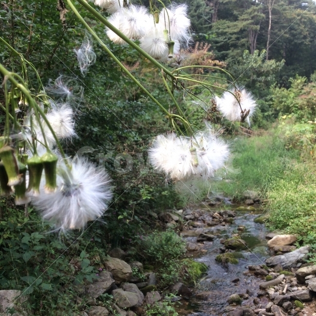 자연,풍경,가을,홀씨,시골,식물,자연,plants,nature,꽃,flower