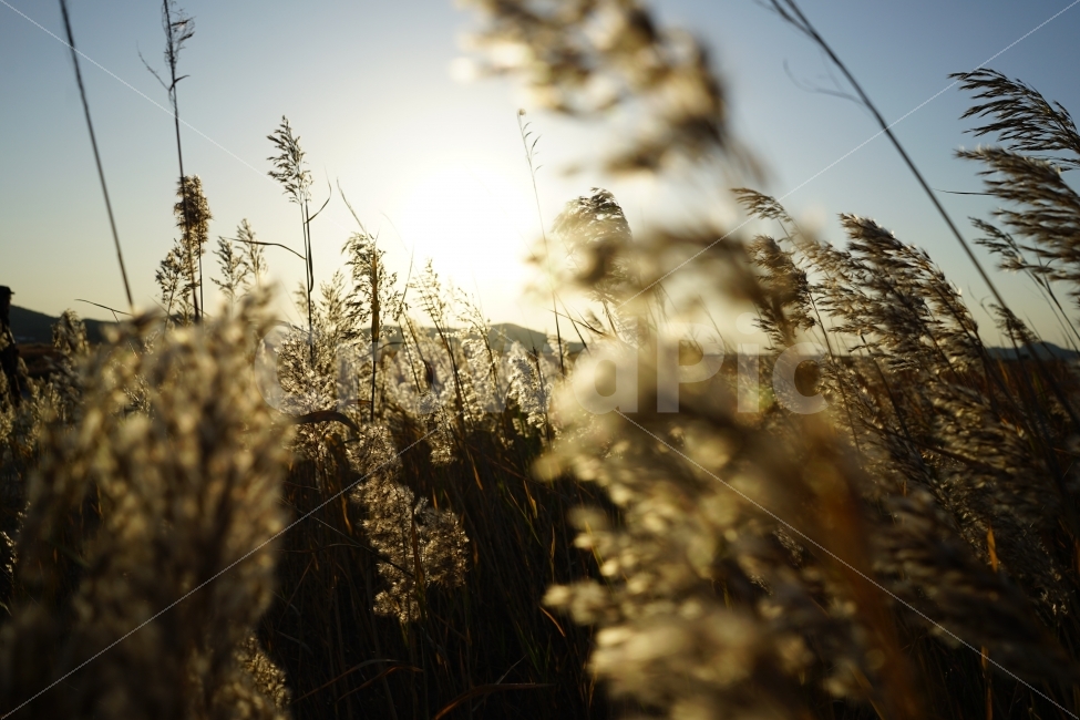 가을,일몰,갈대,풀,황금색,억새,우음도,풍경,식물,가을,계절,fall,autumn,season,식물,자연,plants,nature,감성,sensible,feeling,plant,grass,잔디,lawn,reed