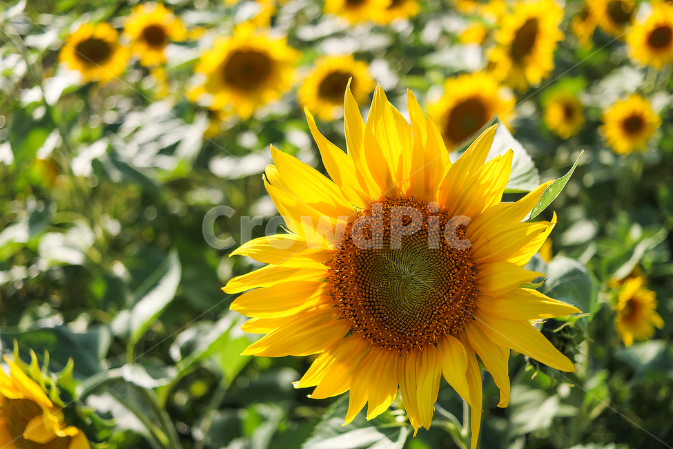 해바라기,sunflower,가을,하늘,꽃,plant,식물,flower
