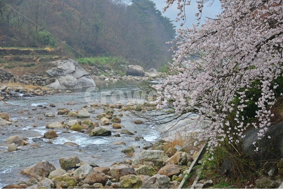 nature,자연,weather,날씨,outdoors,옥외,plant,식물,경치,경관,풍경,경남,하동,섬진강변,벚꽃길,화개십리벚꽃길,봄,계절