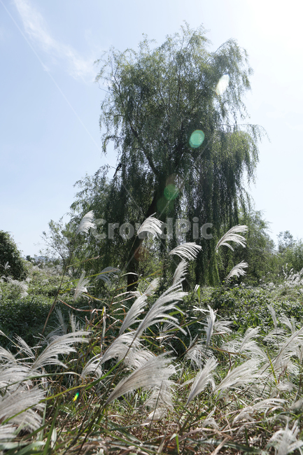 tree,plant,식물,갈대,nature,자연,나무,낙동강,하구언,가을,계절,fall,autumn,season