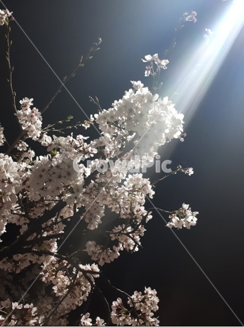 꽃,벚꽃,벗꽃,아름다움,희망,식물,자연,plants,nature,꽃,flower