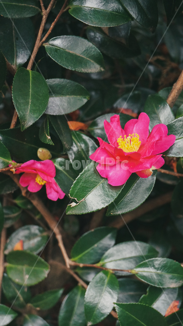 꽃잎,꽃,분홍,아련,flower,petal,flowerleaf,pink,식물,자연,plants,nature,꽃,flower