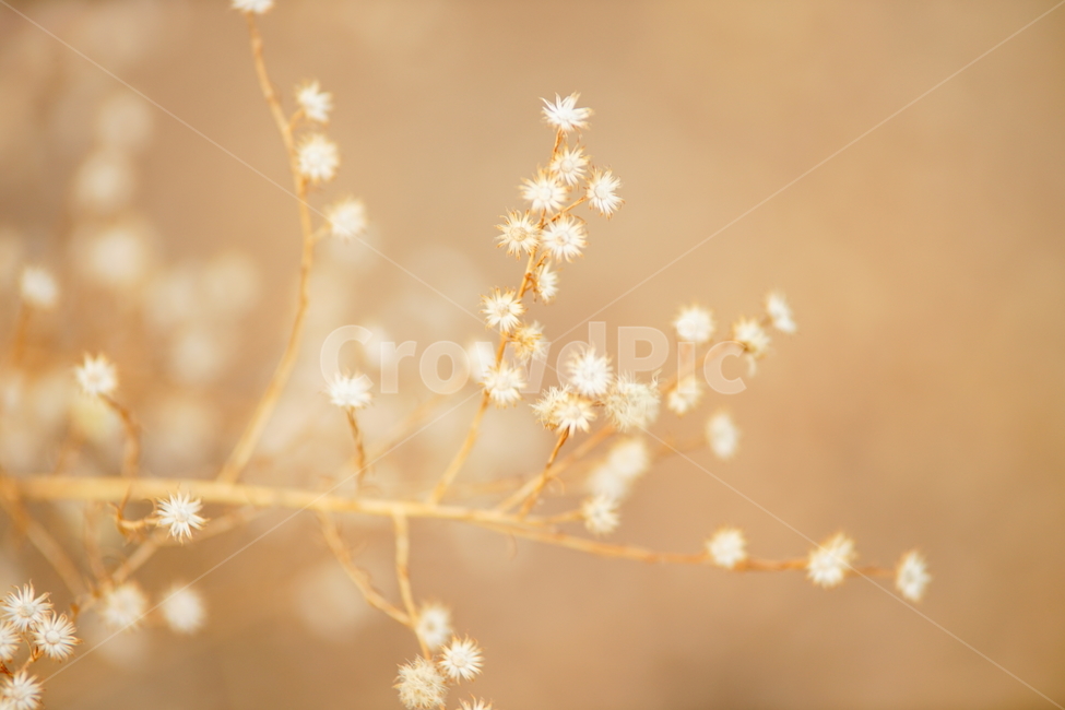 꽃,들꽃,흰꽃,감성사진,배경,아련,식물,자연,plants,nature,꽃,flower,감성,sensible,feeling