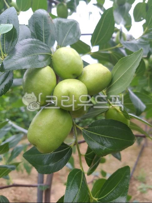 과일,대추,사과대추,복조대추,생대추