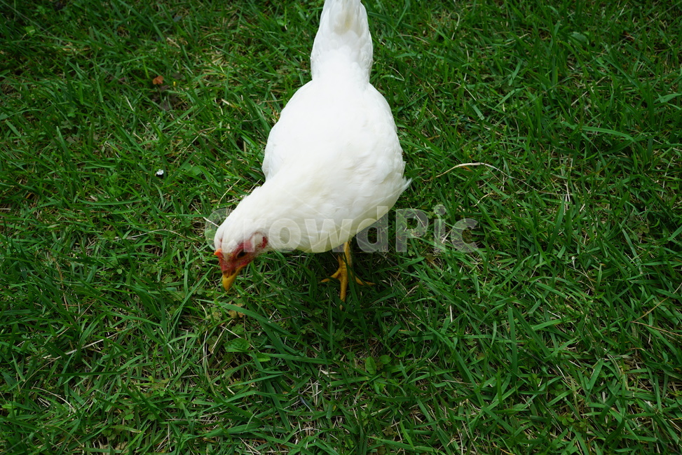 animal,동물,bird,새,동물복지,자연,닭,암닭,자연방목,조류,새,birds