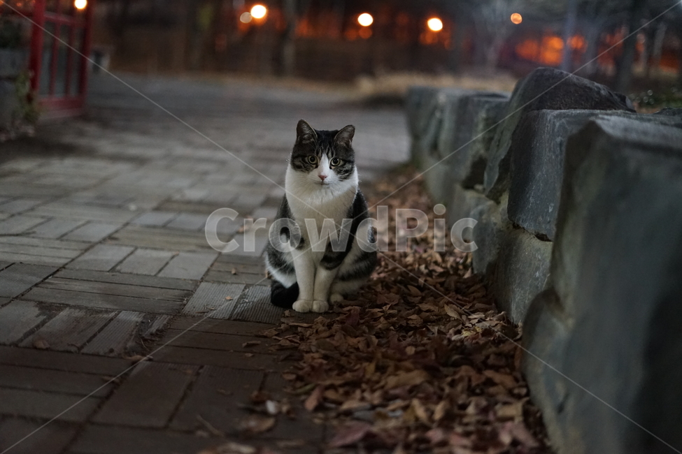 동물,고양이,길냥이,포유류,cat,animal,동물,animal,포유류,mammal,고양이,cat,kitten,kitty