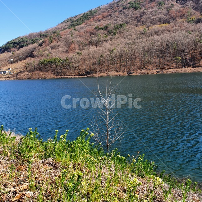 nature,자연,water,물,outdoors,옥외,풍경,경치,호수,lake,꽃,flower