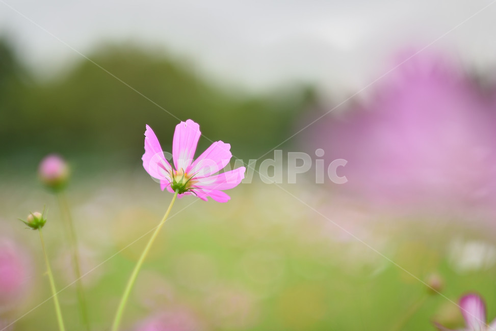코스모스,꽃,플라워,식물,flower,가을,계절,fall,autumn,season,식물,자연,plants,nature,꽃,flower,blossom,geranium,제라늄,plant