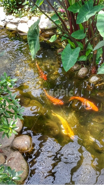 프로방스,연못,잉어,자연,carp