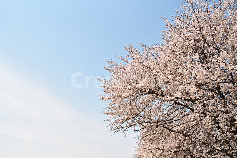 벚꽃,봄,꽃,산책,하늘,화창함,솜사탕,야외,공원,나들이,풍경,봄,계절,spring,season,자연,풍경,nature,landscape,plant,식물,flower,blossom