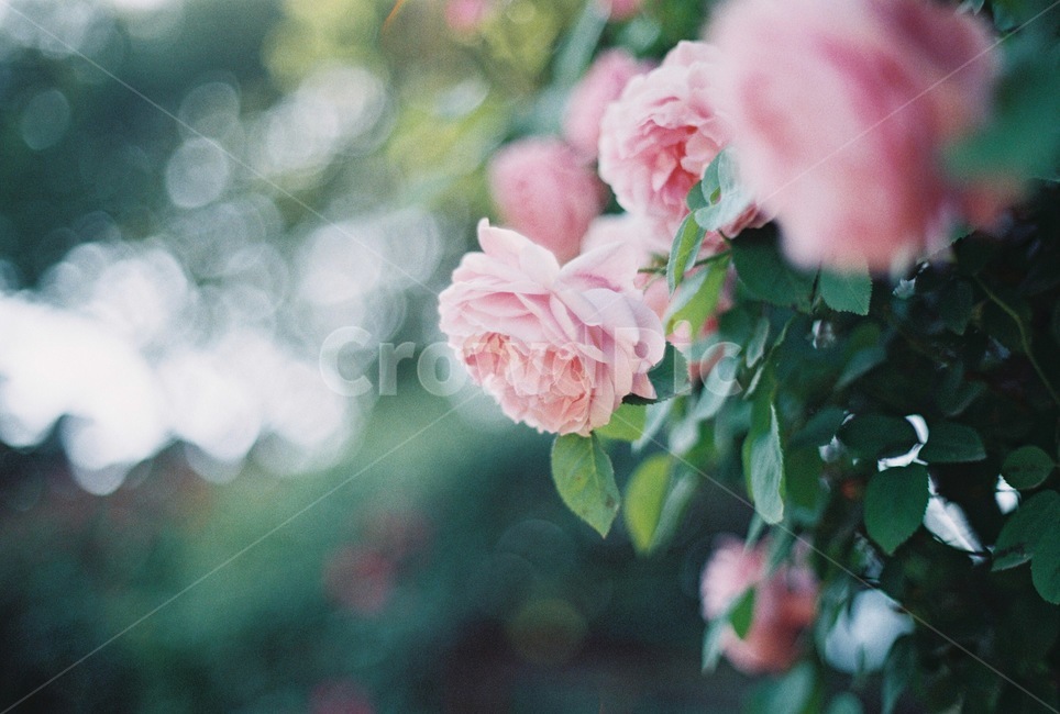 장미,rose,꽃,덩쿨,하늘,자연,여름,사랑,보케,식물,자연,plants,nature,꽃,flower