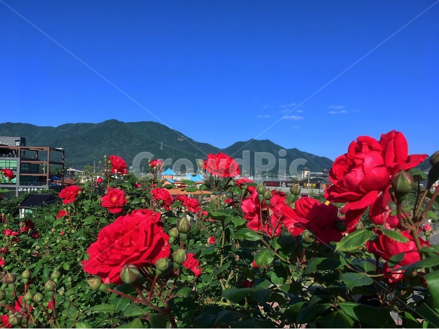 풍경,경치,장미,여름,나들이,식물,자연,plants,nature,꽃,flower