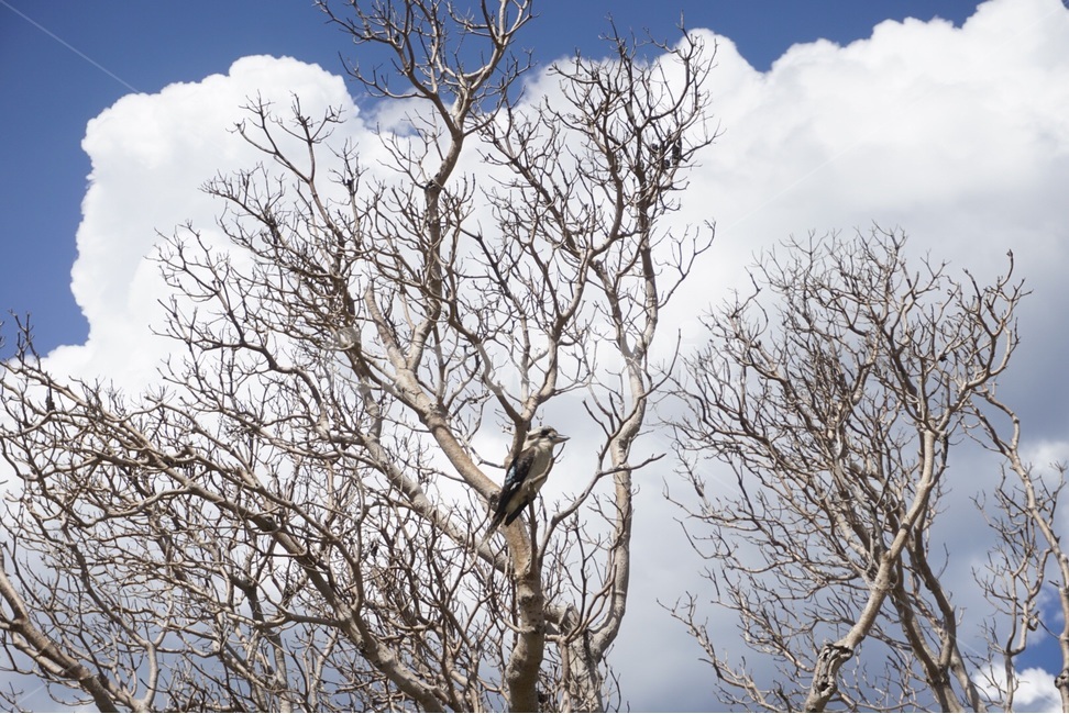 시드니,Sydney,자연,nature,풍경,scenery,하늘,sky,나무,tree,식물,자연,plants,nature,나무,trees,wood,동물,animal,조류,새,birds