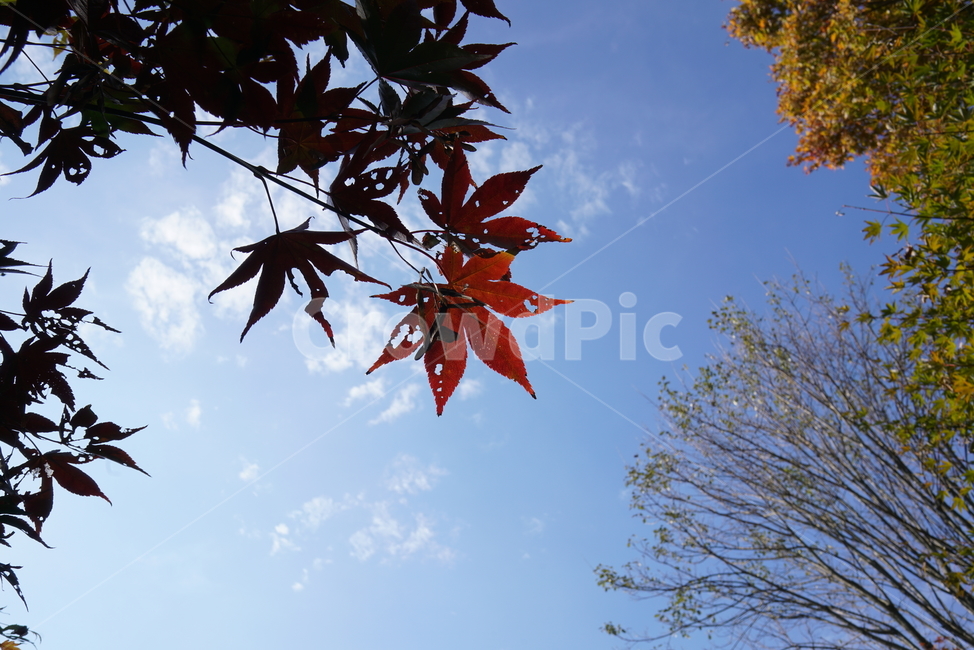 잎,나무,가을단풍,단풍잎,leaf,plant,식물,tree,maple,단풍,가을,계절,fall,autumn,season,식물,자연,plants,nature,나무,trees,wood