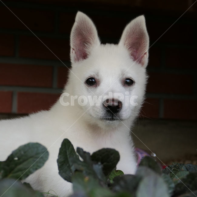 강아지,아기강아지,댕댕이,dog,garden,정원,귀여움,용맹함,babydog,whitedog,puppy,동물,animal,포유류,mammal,개,강아지,dog,doggy