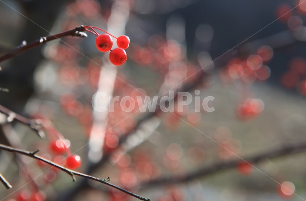 열매,가을열매,야광나무열매,결실,가을,수확,식물,자연,plants,nature,과일,열매,fruit