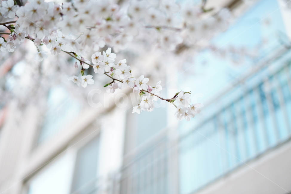 꽃,벚꽃,봄,계절,플라워,화이트,흰색,하얀색,생물,감성,느낌,식물,flower,spring,white,봄,계절,spring,season,식물,자연,plants,nature,꽃,flower,plant