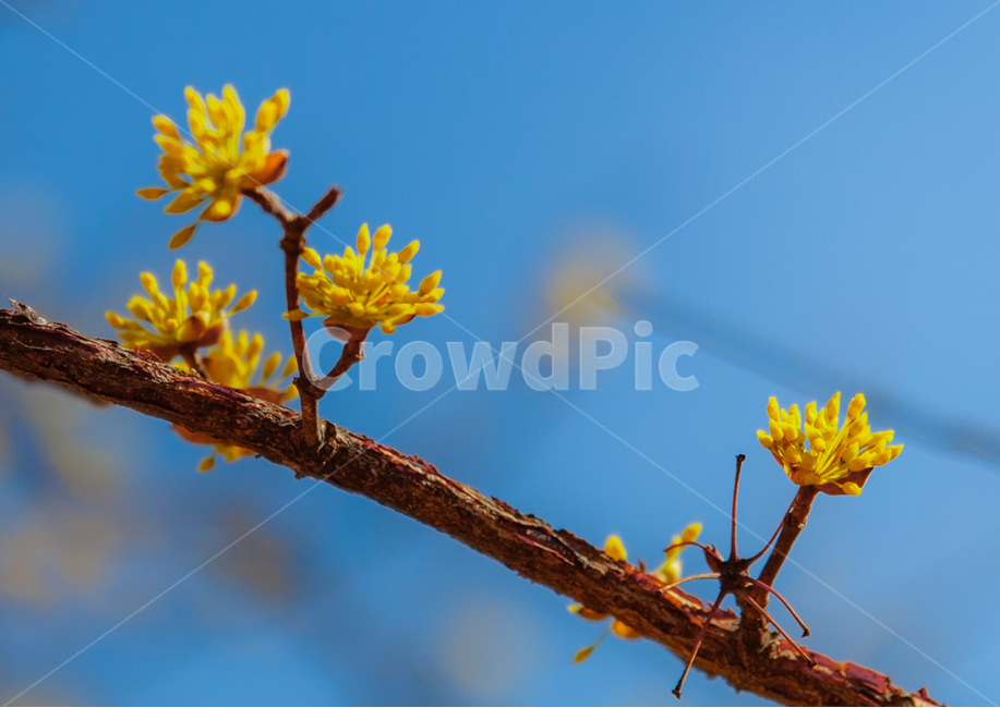 봄,인촌대공원,맑은날,꽃,봄꽃,봄,계절,spring,season,식물,자연,plants,nature,꽃,flower,plant