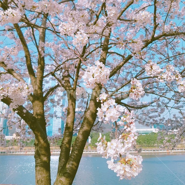 벚꽃,벚꽃나무,강변,blossom,flower,봄,봄,계절,spring,season,식물,자연,plants,nature,꽃,flower,plant
