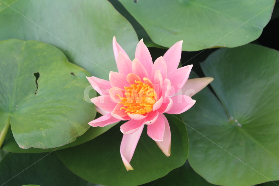 lily,plant,식물,꽃,flower,수련,식물,자연,plants,nature,꽃,flower