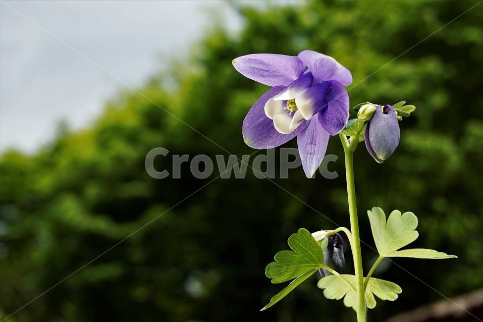 매발톱꽃,꽃,봄,만개,aquilegia,beforeflowering,bud,columbine,green,leaf,nature,plant,spring