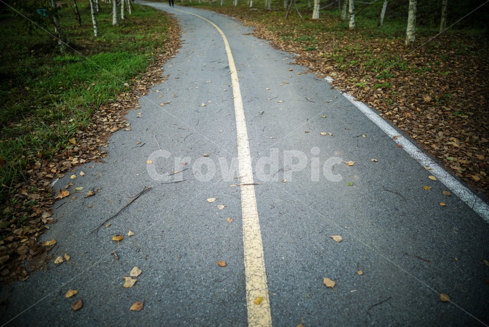 도로,가을,낙엽,감성,중앙선,가을,계절,fall,autumn,season,asphalt,아스팔트,road