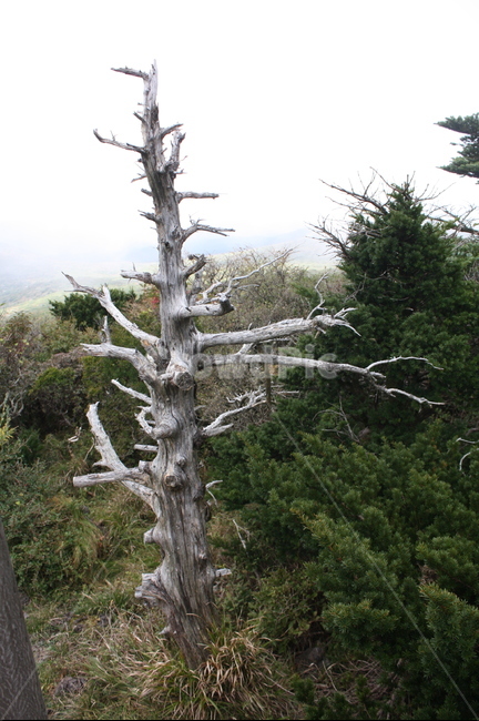 tree,plant,식물,wood,나무,제주도,영실