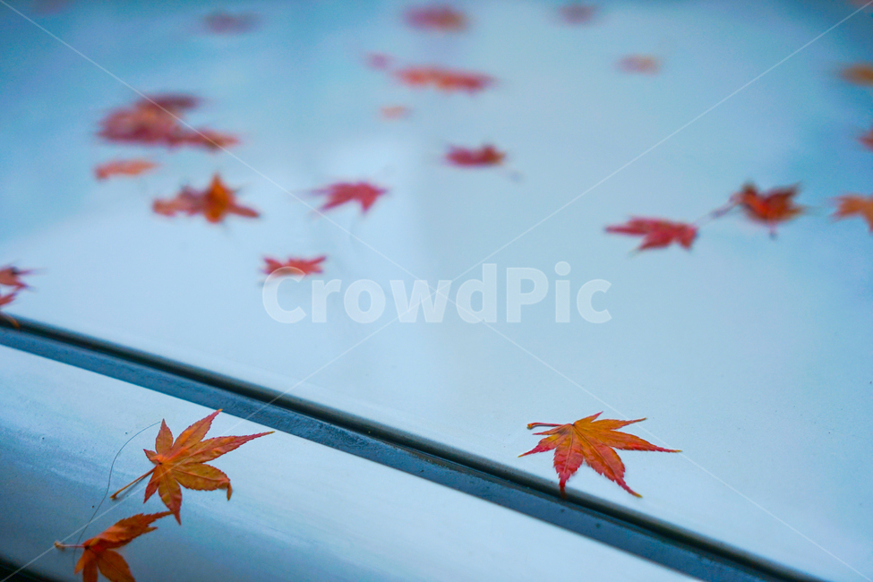 단풍,잎,잎새,자동차,비,겨울비,자연,낙엽,가을,계절,fall,autumn,season,leaf,plant,식물,tree,나무,maple leaf,단풍잎,maple,animal,동물,bird,새