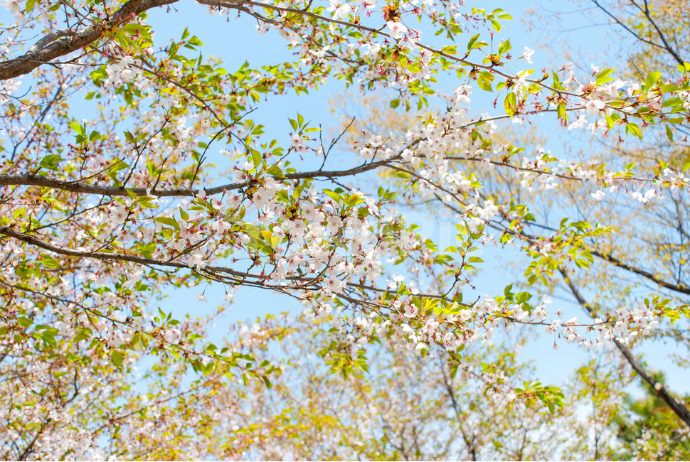 봄,벚꽃,꽃,배경,자연,풍경,하늘,나무,공원,cherryblossoms,식물,벚나무,매화,계절,축제,조경,나뭇가지,시골,경치,화사한,핑크,향기,분홍,맑음,spring,season,flower,생화,만개,만발,봄,계절,spring,season,식물,자연,plants,nature,꽃,flower,plant,tree