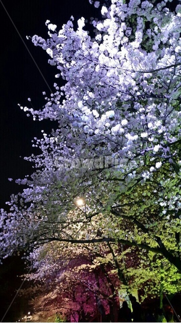 벚꽃,봄,꽃,벚꽃축제,벚나무,풍경