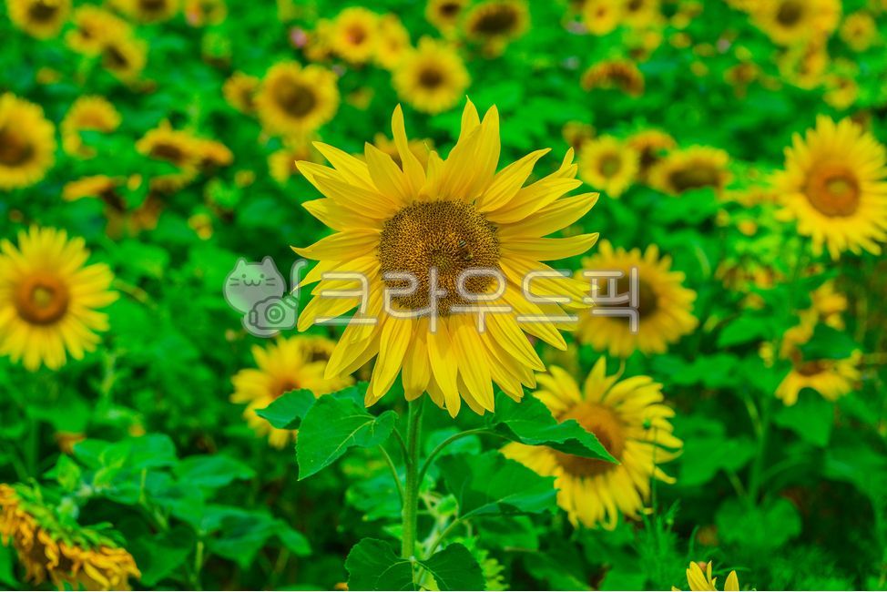 해바라기,식물,꽃,여름식물,잎,여름꽃,실외,자연,여름,summer,season,plants,nature,flower,plant