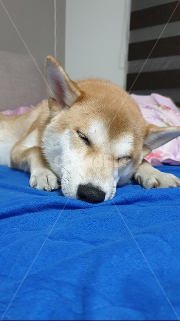 시바견,시바이누,반려견,강아지,댕댕이,적시바,개,dog,동물,animal,포유류,mammal,개,강아지,dog,doggy