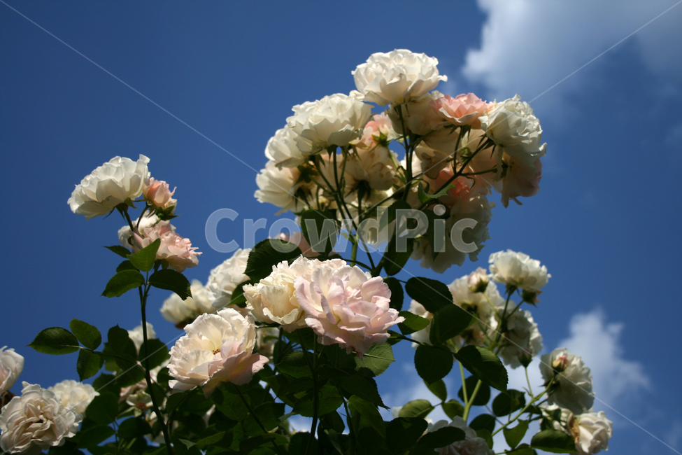 장미,장미덩쿨,식물,flower,plants,nature,꽃,꽃봉오리,식물,자연,plants,nature,꽃,flower