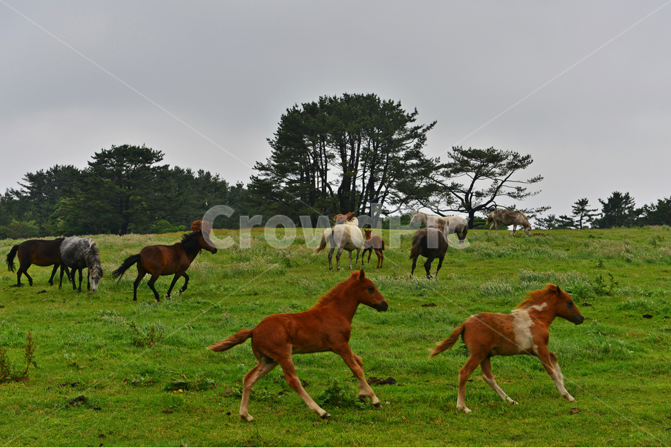 nature,자연,outdoors,옥외,grassland,목초지,field,들,제주,제주목장,목장,말,하얀말,검정말,빨간말,동물,animal,포유류,mammal
