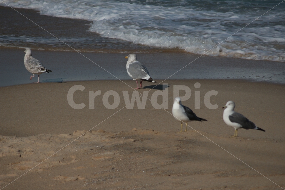 동물,새,조류,바다,갈매기,바닷가,해변,자연풍경,자연,gull,sea,해변가,네마리,해변,바다,beach,sea,동물,animal,조류,새,birds