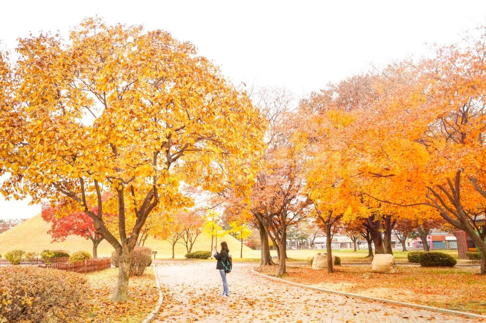경주,은행,은행나무,나무,가을,배경,단풍,가을,계절,fall,autumn,season,자연,풍경,nature,landscape,한국자연풍경,한국자연경관,korea nature landscape,사람,인물,인간,human,person,여성,여자,woman,female,lady,plant,식물,tree,maple