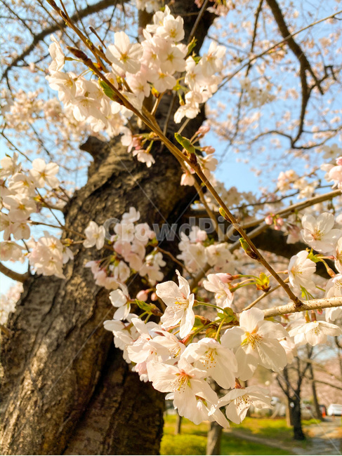 벚꽃,꽃,봄꽃,blossom,flower,자연,nature,식물,plant,따뜻,봄