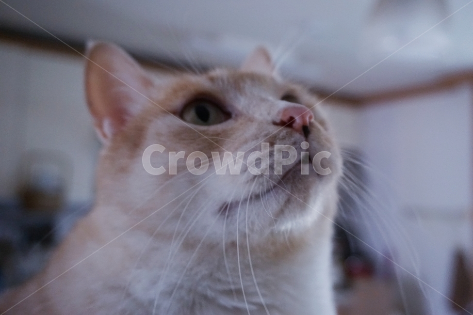 동물,고양이,냐옹이,코리안숏헤어,코숏,동물,animal,포유류,mammal,고양이,cat,kitten,kitty