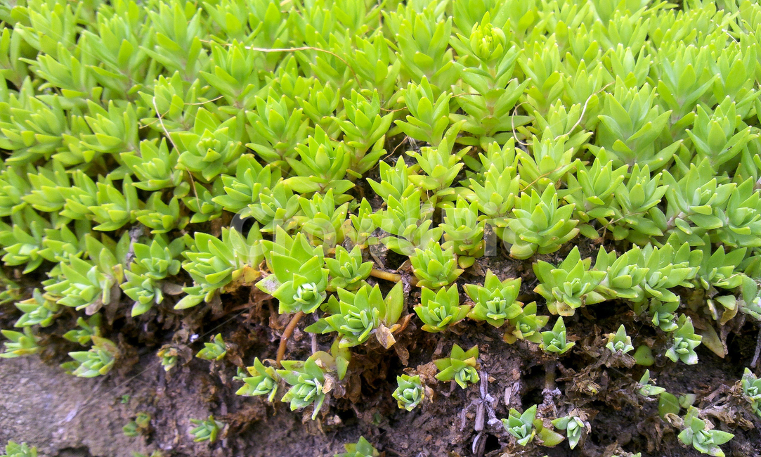 돗나물,나물,돗나물재배,친환경재배,채소,식물,자연,plants,nature