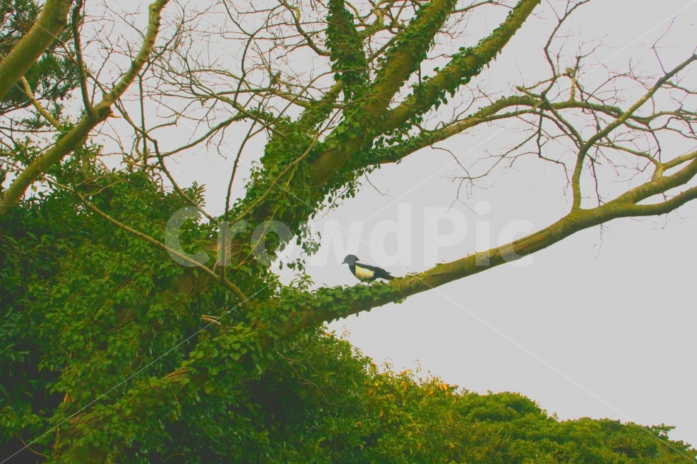 제주도,제주도여행,이니스프리제주하우스,오설록티뮤지엄,까치,감성,감성사진,풍경,풍경사진,겨울,겨울여행,나무,파릇파릇,새,jeju,식물,자연,plants,nature,동물,animal,조류,새,birds