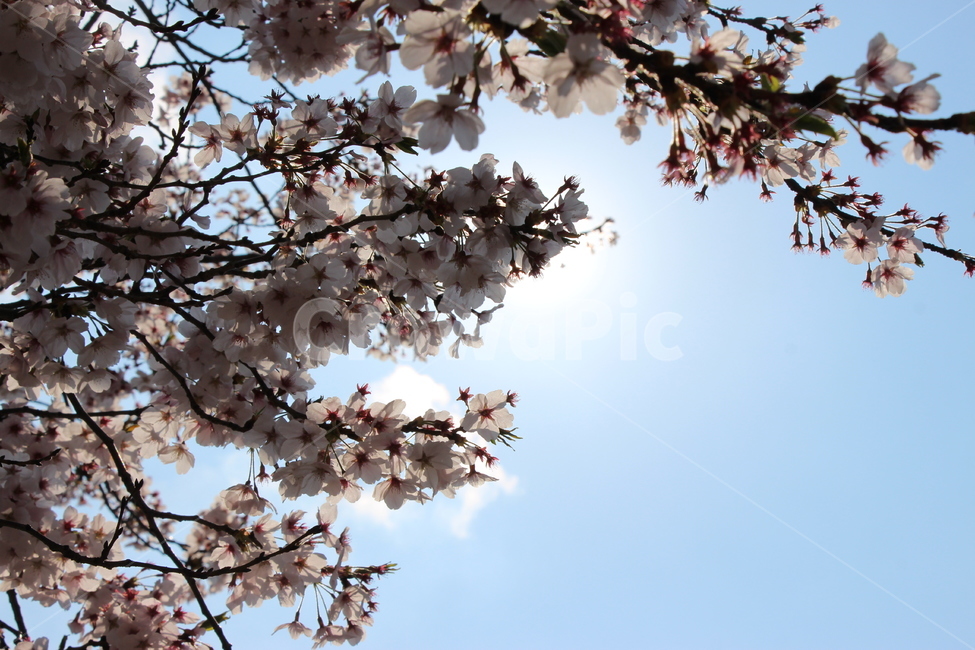 벚꽃,햇살,봄,하늘,풍경,만개,낮,배경,나뭇가지,꽃,꽃봉오리,하얀,구름,cherryblossom,sunshine,spring,sky,landscape,fullbloom,daytime,background,branch,flower,bud,white,cloud