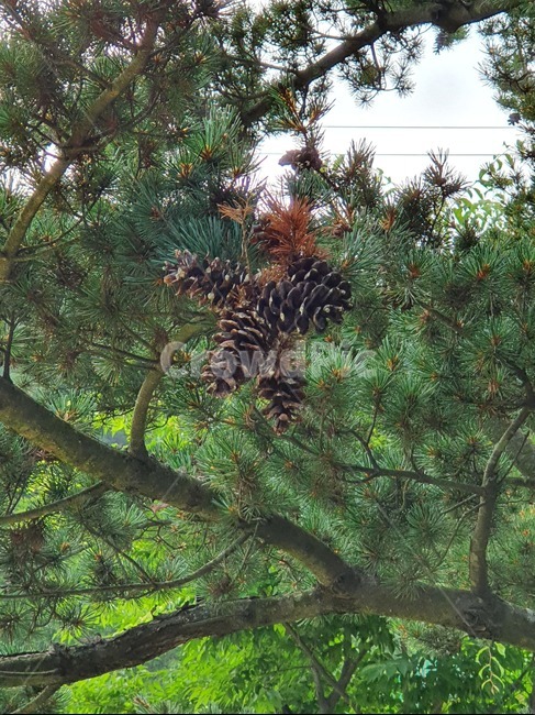 솔방울,소나무,날씨맑음,자연,푸름