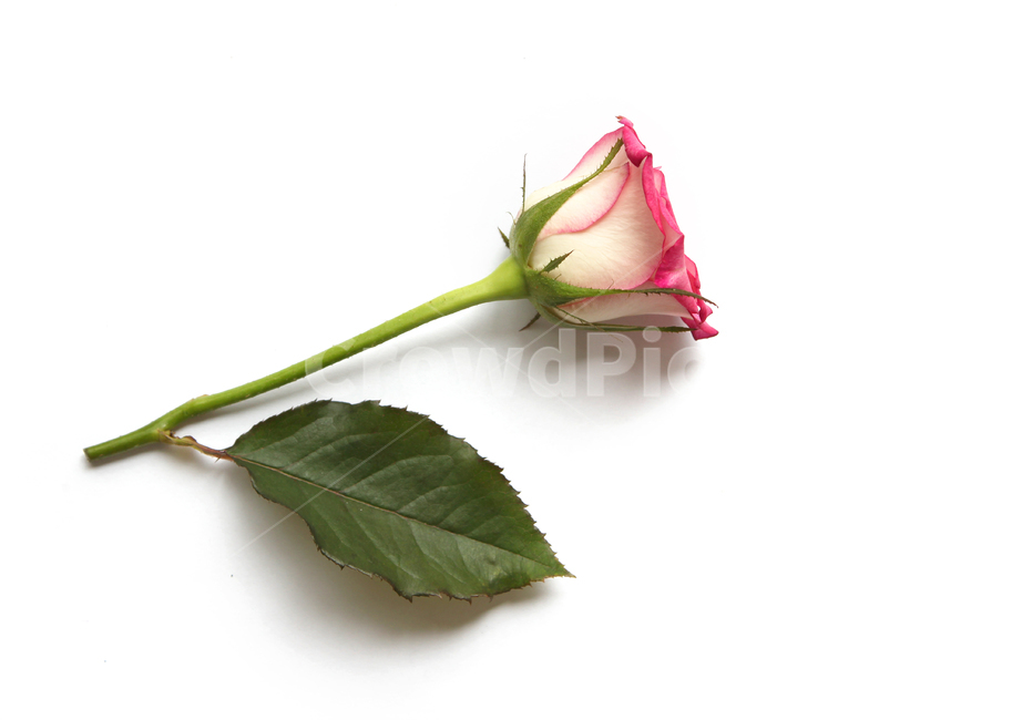 꽃,장미,장미꽃,핑크,생화,rose,flower,pink,신선한,green,leaf,leaves,녹색,그린,잎,나뭇잎,장미잎,탑앵글,식물,사랑,로맨스,love,romantic,한송이,one,꽃,flower,누끼,remove background