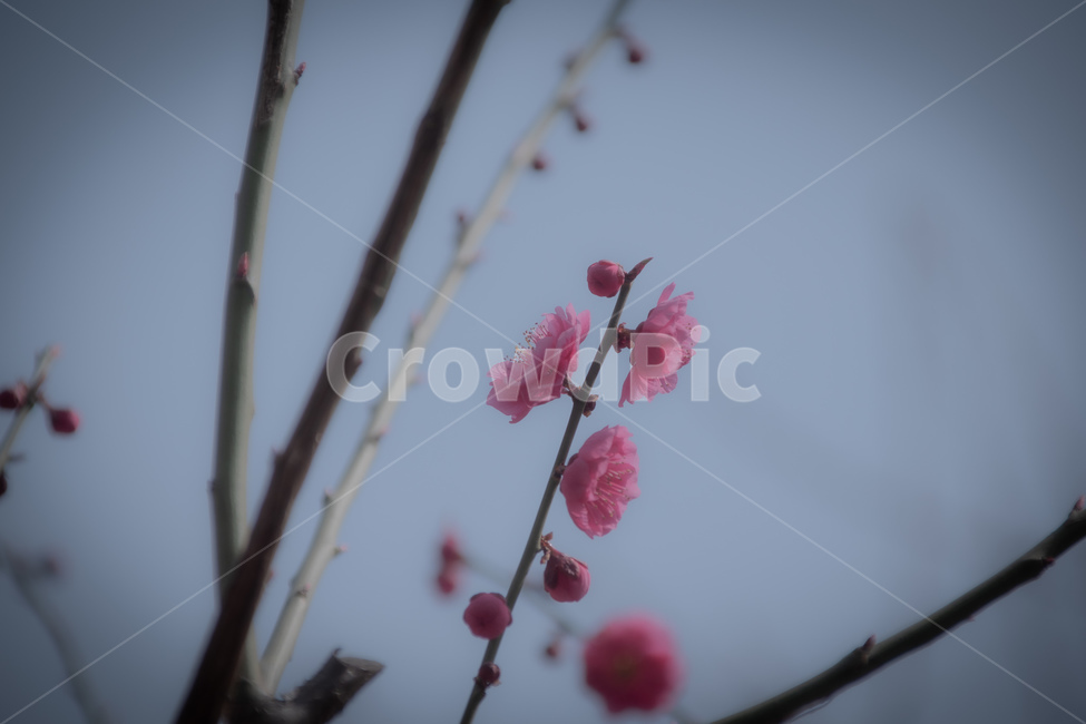 꽃,flower,식물,봄,붉은